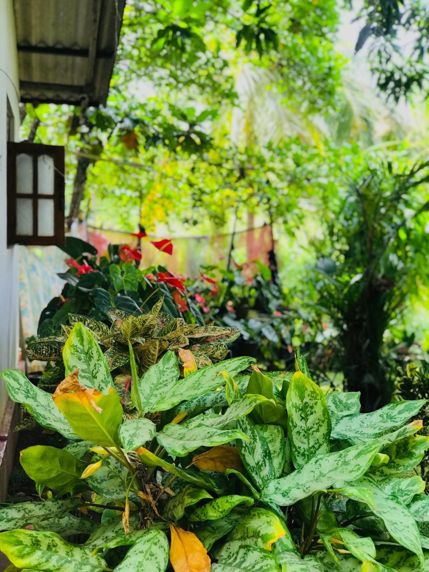 Sigiri Lakshan Home Stay Σιγκιρίγια Εξωτερικό φωτογραφία
